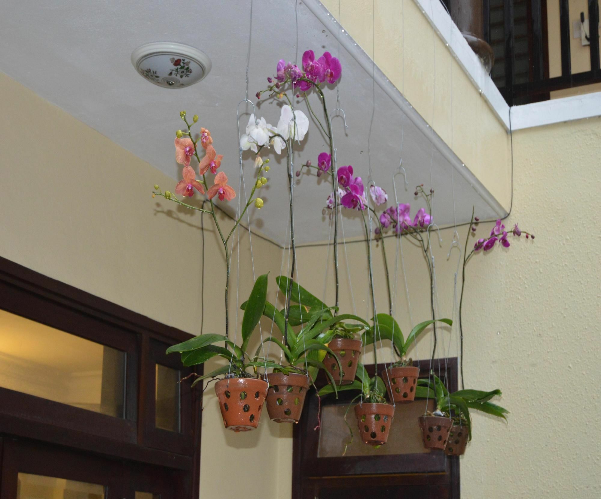 הוי אן Orchids Homestay מראה חיצוני תמונה